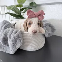  Hold Merida, a female Golden Mountain Doodle for sale in Temecula, CA – Photo 2 of 2