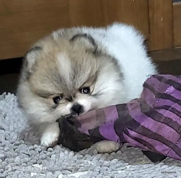 Sangria cream sable parti girl – Pomeranian puppy for sale in Oscoda, MI