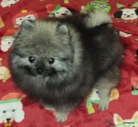 Ty aw/aw, a male Pomeranian for sale in Oscoda, MI – 2 of 7