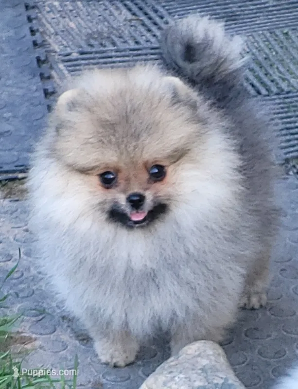 Sailor cream Sable girl – Pomeranian puppy for sale in Oscoda, MI