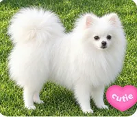 Sage, a female Pomeranian for sale in Oscoda, MI – 4 of 8