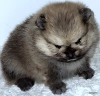 Sailor cream Sable girl, a female Pomeranian for sale in Oscoda, MI – 3 of 7