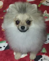 Sailor cream Sable girl, a female Pomeranian for sale in Oscoda, MI – 4 of 9