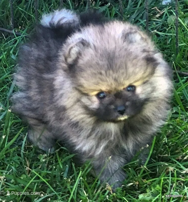 Tonka aw/aw – Pomeranian puppy for sale in Oscoda, MI