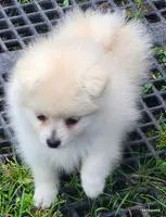 Sage, a female Pomeranian for sale in Oscoda, MI – 3 of 8