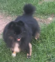 Sangria cream sable parti, a female Pomeranian for sale in Oscoda, MI – 6 of 8