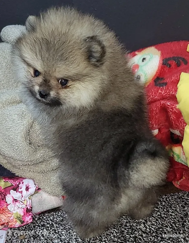 Sailor cream Sable girl – Pomeranian puppy for sale in Oscoda, MI