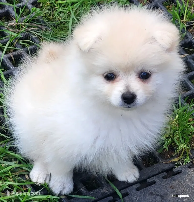 Sage – Pomeranian puppy for sale in Oscoda, MI