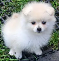 Sage, a female Pomeranian for sale in Oscoda, MI – 1 of 8