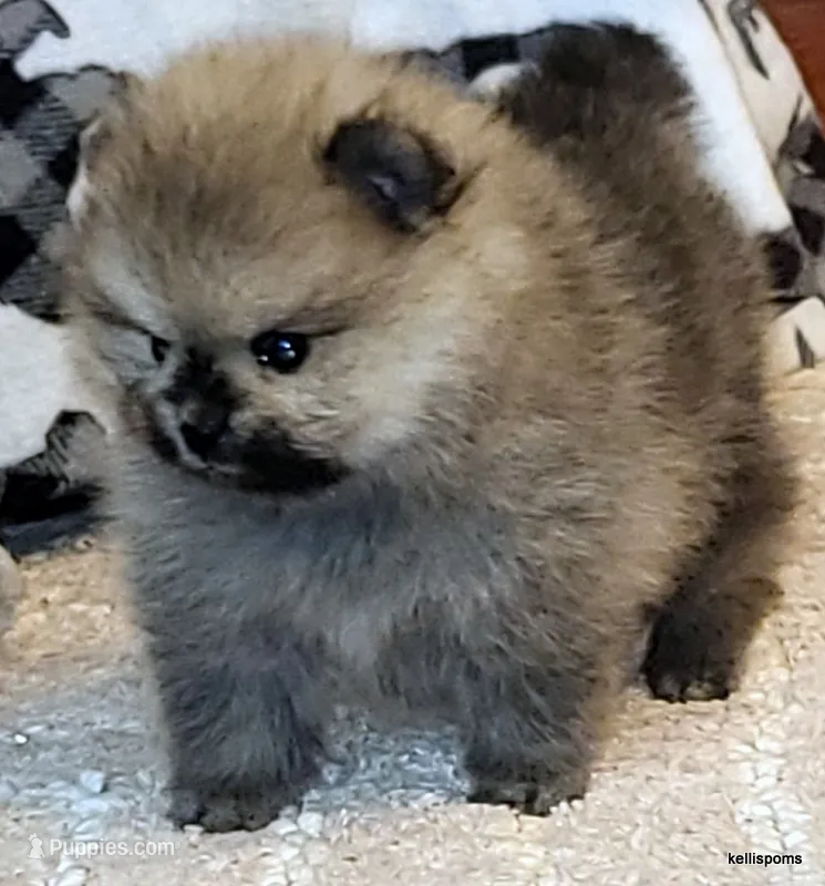 Sailor cream Sable girl – Pomeranian puppy for sale in Oscoda, MI