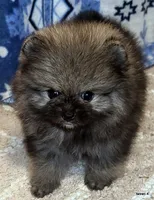 Tonka aw/aw, a male Pomeranian for sale in Oscoda, MI – 2 of 7