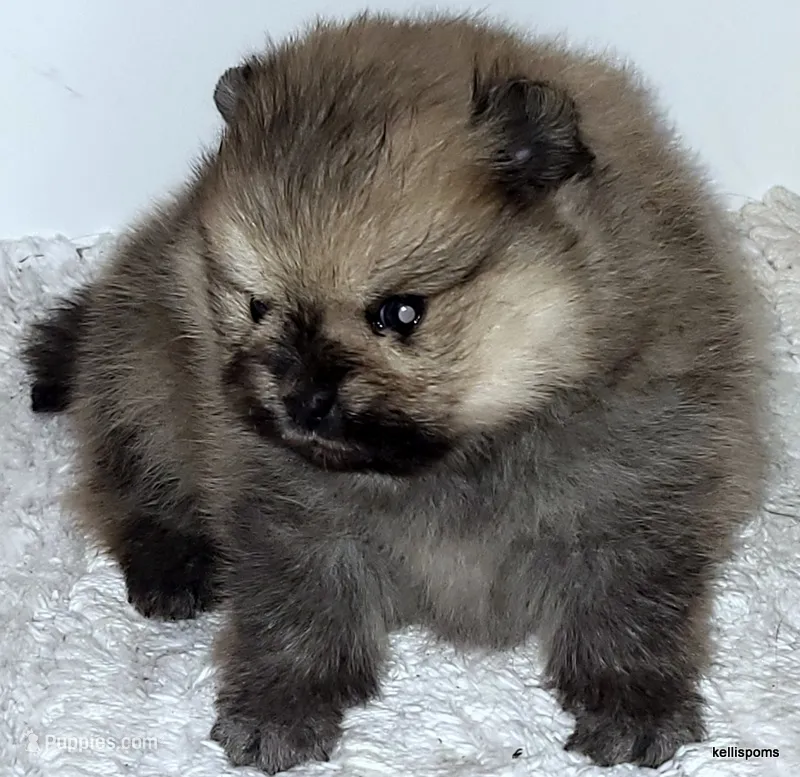Sailor cream Sable girl – Pomeranian puppy for sale in Oscoda, MI