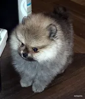 Sailor cream Sable girl, a female Pomeranian for sale in Oscoda, MI – 1 of 8