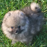Tonka wolf sable boy aw/aw, a male Pomeranian for sale in Oscoda, MI – 2 of 7