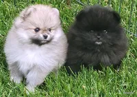 Bear, a male Pomeranian for sale in Oscoda, MI – 3 of 5