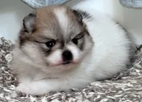Sangria cream sable parti, a female Pomeranian for sale in Oscoda, MI – 1 of 8