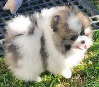 Toto aw/a, a male Pomeranian for sale in Oscoda, MI – 2 of 8