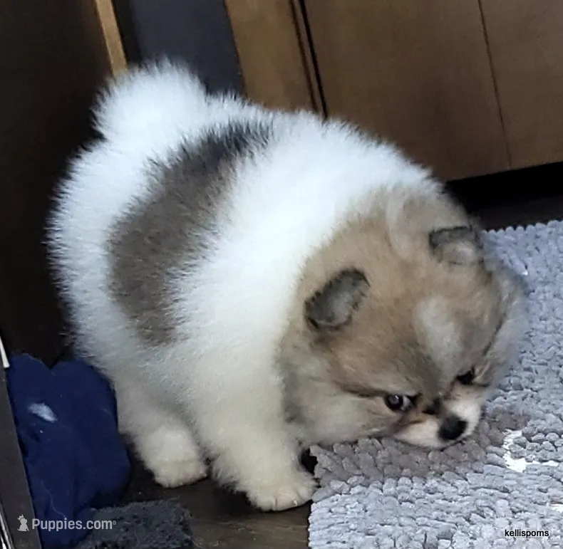 Sangria cream sable parti girl – Pomeranian puppy for sale in Oscoda, MI