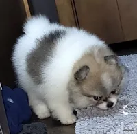 Sangria cream sable parti girl, a female Pomeranian for sale in Oscoda, MI – 1 of 9