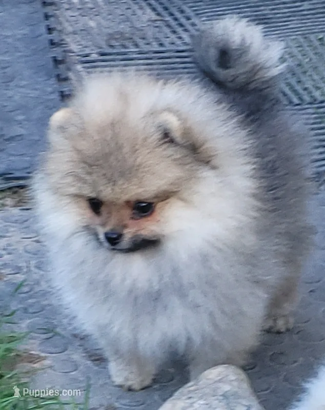Sailor cream Sable girl – Pomeranian puppy for sale in Oscoda, MI