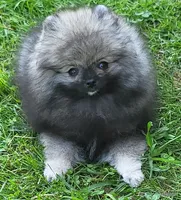 Ty aw/aw, a male Pomeranian for sale in Oscoda, MI – 1 of 7