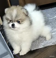 Sangria cream sable parti girl, a female Pomeranian for sale in Oscoda, MI – 3 of 9
