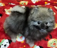 Ty aw/aw, a male Pomeranian for sale in Oscoda, MI – 3 of 7