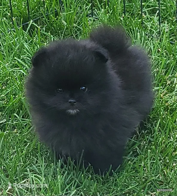 Bear – Pomeranian puppy for sale in Oscoda, MI
