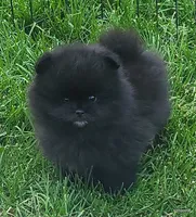 Bear, a male Pomeranian for sale in Oscoda, MI – 1 of 5