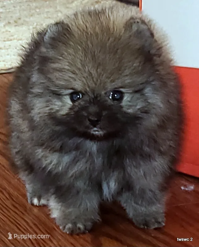 Tonka aw/aw – Pomeranian puppy for sale in Oscoda, MI