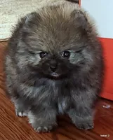 Tonka aw/aw, a male Pomeranian for sale in Oscoda, MI – 1 of 7