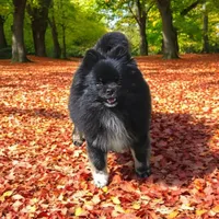 Sailor cream Sable girl, a female Pomeranian for sale in Oscoda, MI – 5 of 8