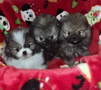 Tonka aw/aw, a male Pomeranian for sale in Oscoda, MI – 5 of 7