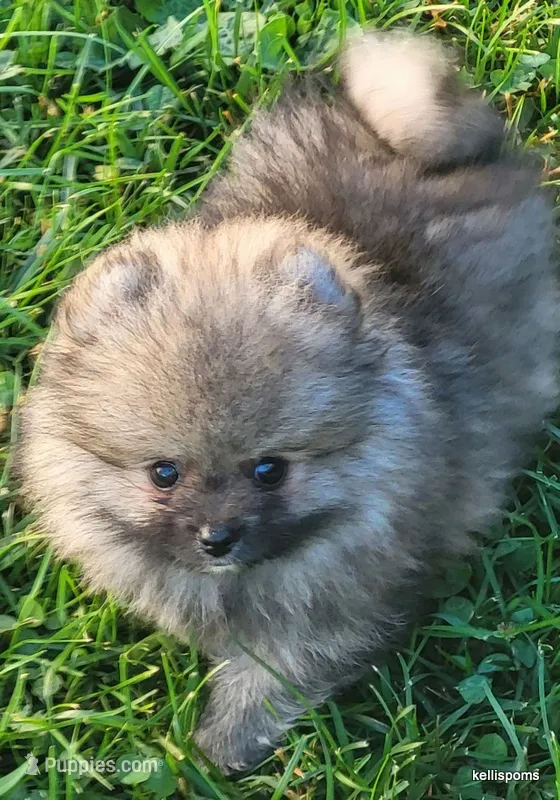 Tonka aw/aw – Pomeranian puppy for sale in Oscoda, MI