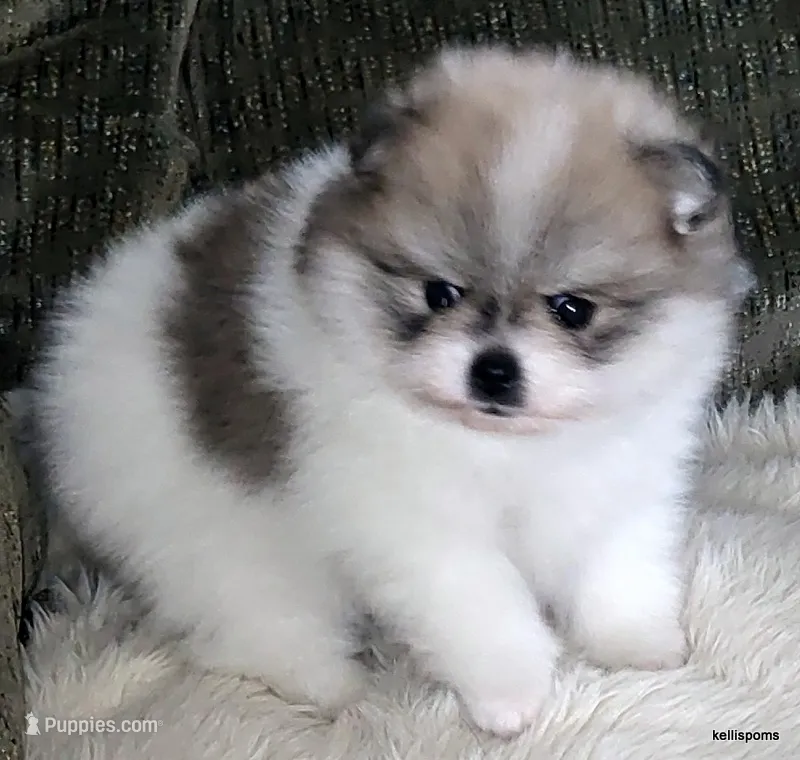 Sangria cream sable parti girl – Pomeranian puppy for sale in Oscoda, MI