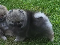 Ty aw/aw, a male Pomeranian for sale in Oscoda, MI – 4 of 7