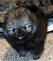 Ty aw/aw, a male Pomeranian for sale in Oscoda, MI – 4 of 7