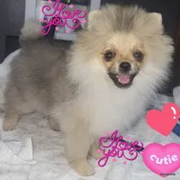 Sailor cream Sable girl, a female Pomeranian for sale in Oscoda, MI – 3 of 9