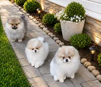 Sailor cream Sable girl, a female Pomeranian for sale in Oscoda, MI – 6 of 9