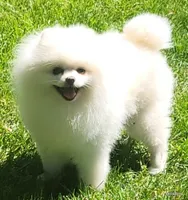 Sage, a female Pomeranian for sale in Oscoda, MI – 6 of 8