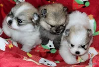Sangria cream sable parti, a female Pomeranian for sale in Oscoda, MI – 5 of 8