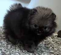 Ty aw/aw, a male Pomeranian for sale in Oscoda, MI – 2 of 7