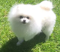 Bear, a male Pomeranian for sale in Oscoda, MI – 4 of 5