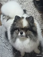 Ty aw/aw, a male Pomeranian for sale in Oscoda, MI – 6 of 7