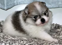 Sangria cream sable parti, a female Pomeranian for sale in Oscoda, MI – 3 of 8