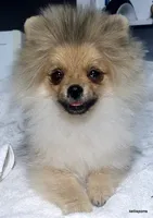 Sailor cream Sable girl, a female Pomeranian for sale in Oscoda, MI – 5 of 9