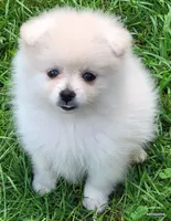 Sage, a female Pomeranian for sale in Oscoda, MI – 2 of 8