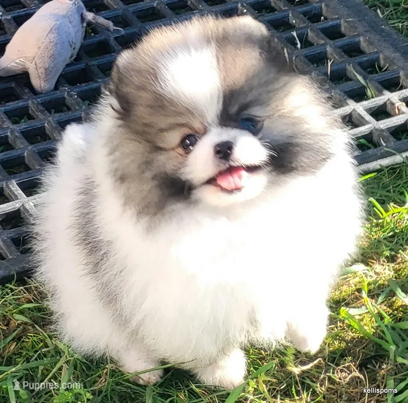 Toto aw/a – Pomeranian puppy for sale in Oscoda, MI