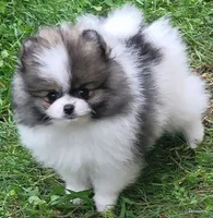 Toto aw/a, a male Pomeranian for sale in Oscoda, MI – 5 of 8