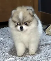 Sangria cream sable parti girl, a female Pomeranian for sale in Oscoda, MI – 4 of 9